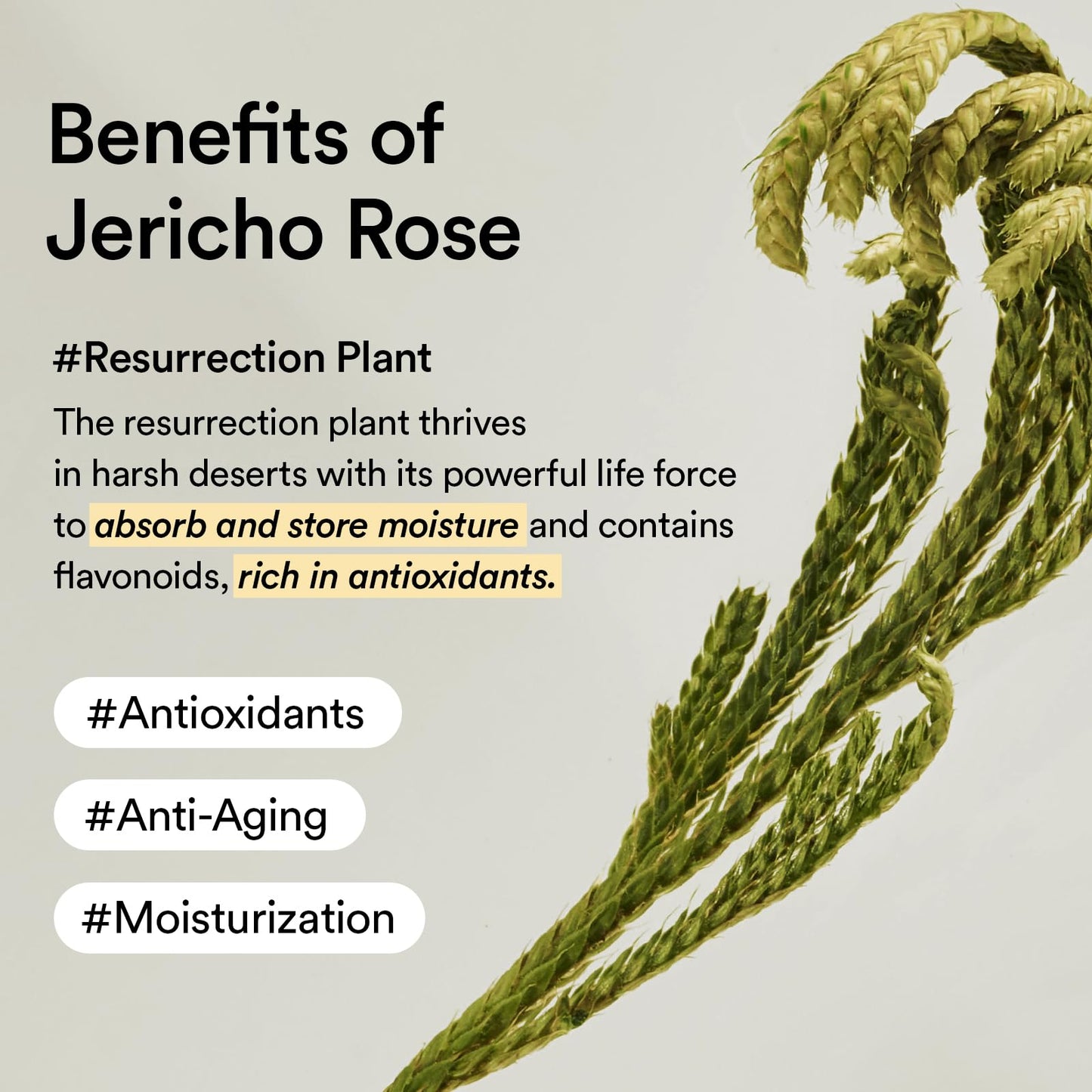 Abib Collagen Eye Patch Jericho Rose Jelly 60 Patches,