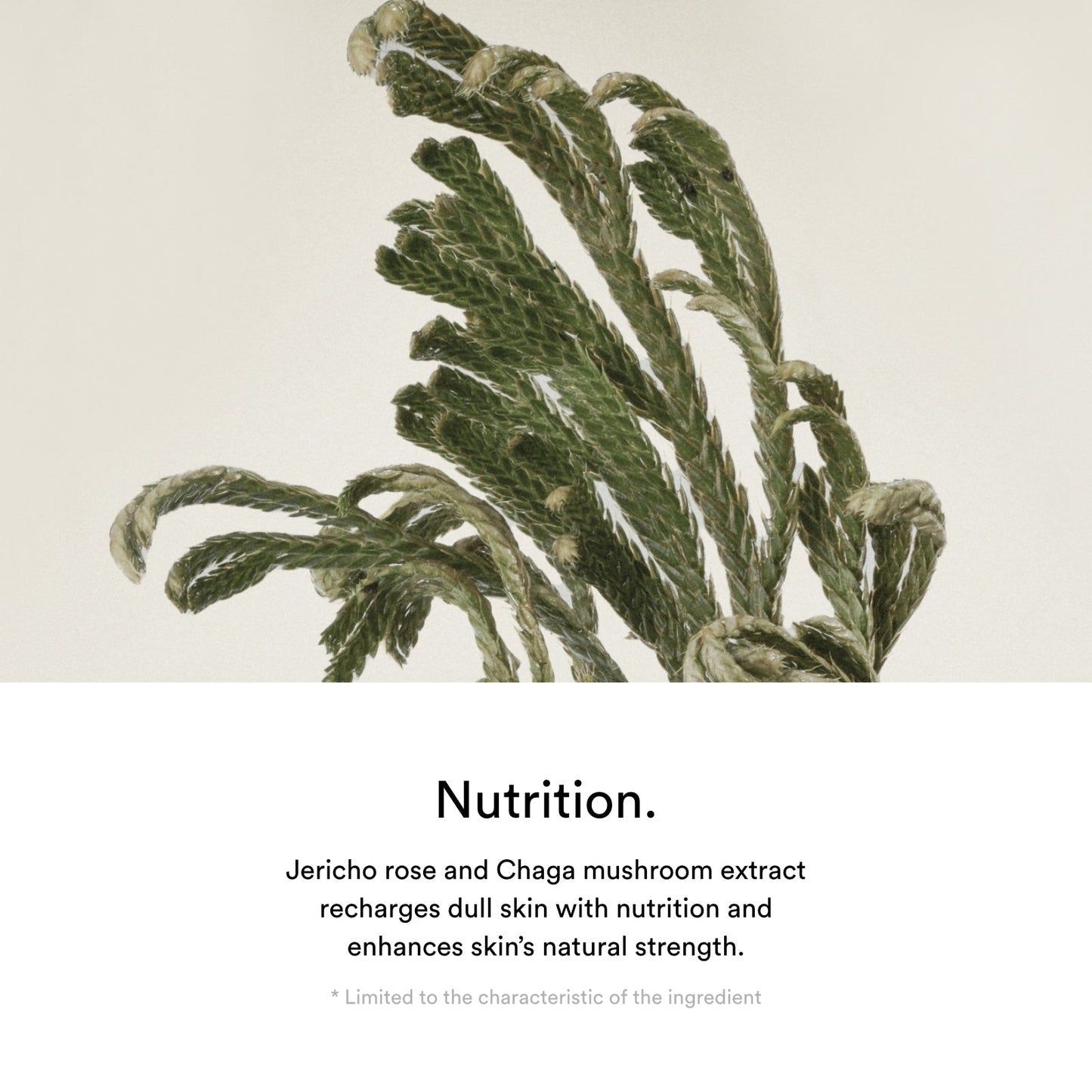 Jericho Rose Cream Nutrition Tube